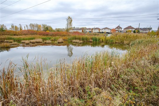 Laval en passe d'adopter un règlement de protection des milieux humides d’intérêt