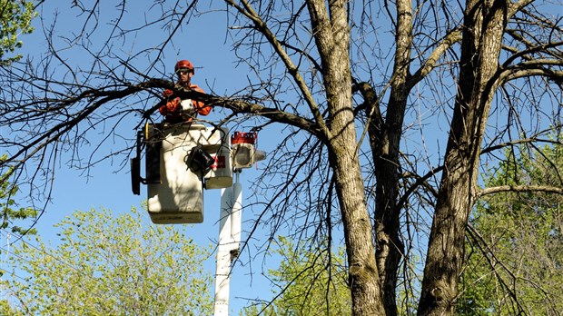 Laval poursuit sa lutte contre l’agrile du frêne et réduit les délais d’abattage