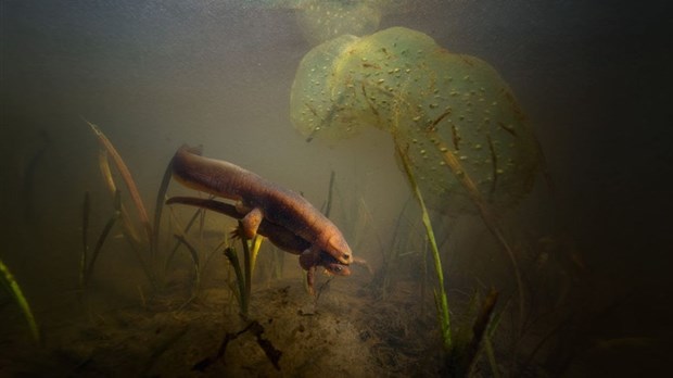 Environnement: la photographe Isabelle Hayeur présente (D)énoncer