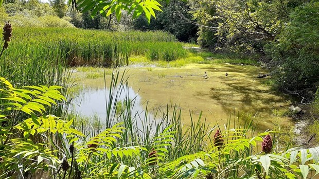 Le CRE de Laval demande à la Ville d’intégrer le Bois de Naples 