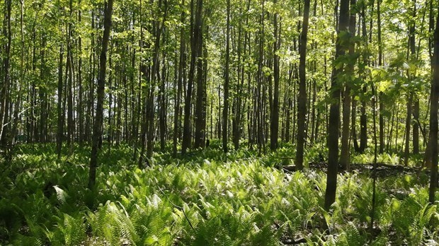 Québec investit 1 M$ dans le programme Île en vert de CANOPÉE - Le réseau des bois de Laval