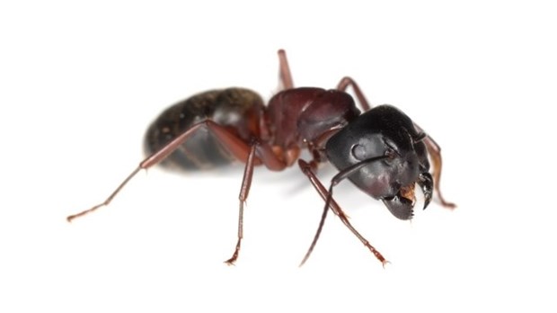 Quel est le meilleur moment pour la prévention contre les fourmis charpentières ?
