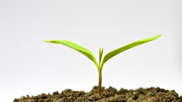 Les députés lavallois invitent les organisations à participer à la plantation d'arbres