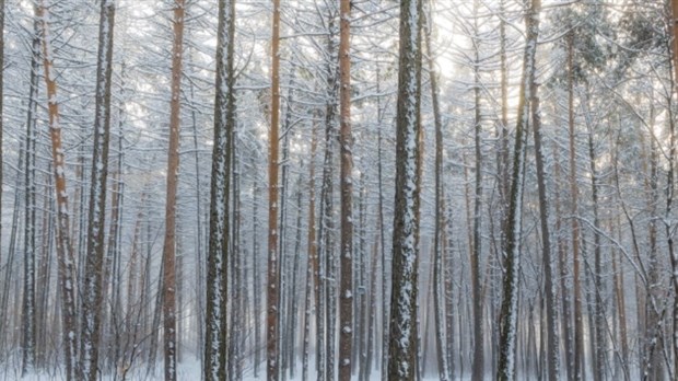 Acquisition de lots dans les bois Sainte-Dorothée, d’Auteuil et de la Source