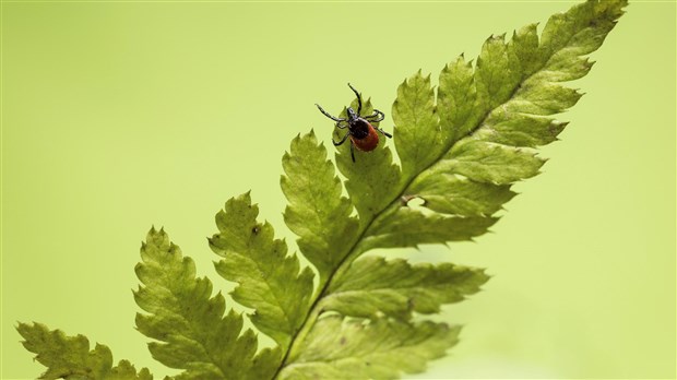 Maladie de Lyme : Protégez-vous des tiques