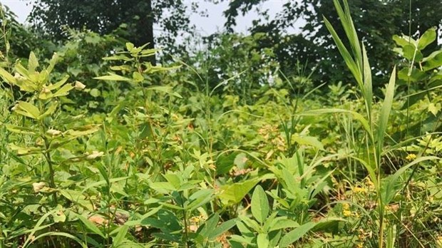 Limiter les symptômes associés au pollen de l’herbe à poux