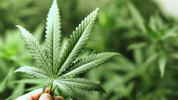 Entrée en vigueur de la réglementation sur la production et la vente de cannabis à Laval