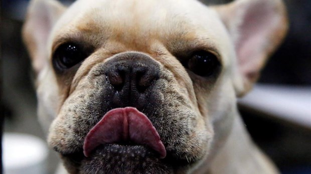 La Sûreté du Québec arrête trois personnes en lien avec une série de vols de chiots