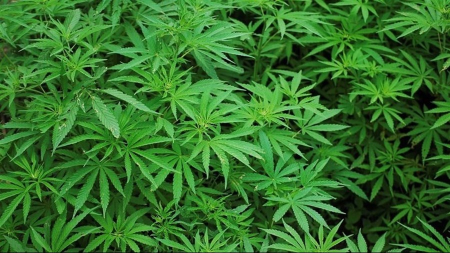 Un démentèlement de plantations de cannabis historique