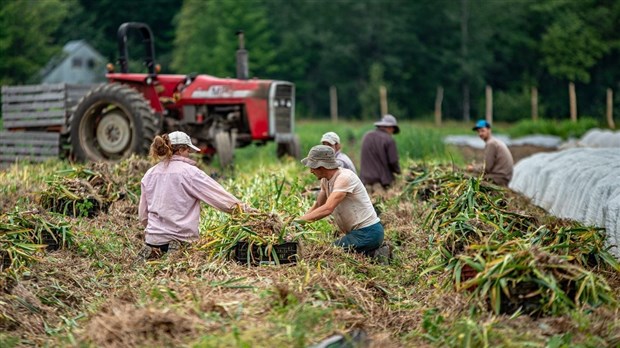 Plus de 150 producteurs vous offrent 500 000 paniers de légumes biologiques et locaux !