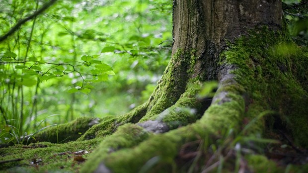 Donnez un « coup de pouce vert » aux espèces indigènes dans votre voisinage