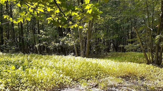 Menace sur le milieu naturel du ruisseau Barbe 