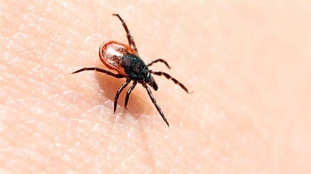 De simples précautions font la différence pour prévenir de la maladie de Lyme
