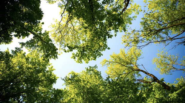 La CMM intervient pour favoriser la reconversion et la renaturalisation d’espaces verts