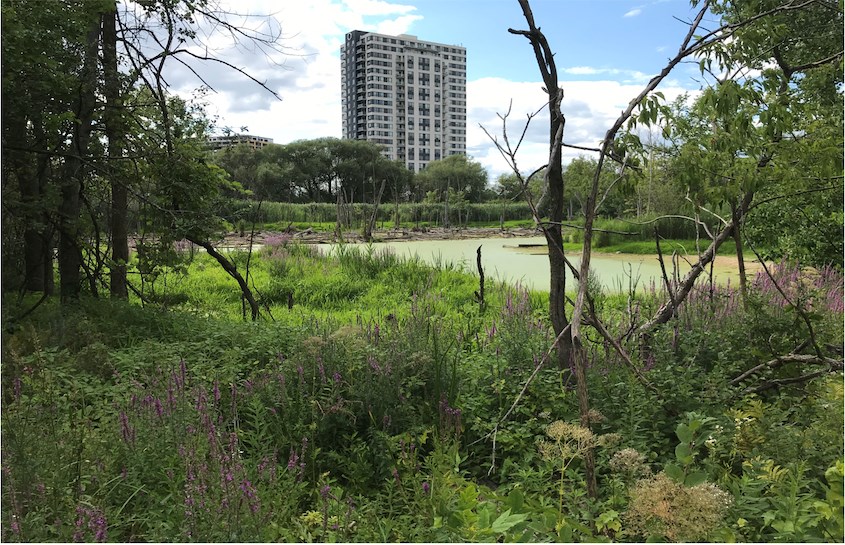 Laval acquiert 2 lots pour protéger des milieux humides de la destruction