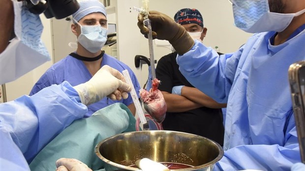 Dons d'organes: Transplant Québec veut un projet de loi pour qu'il y en ait davantage