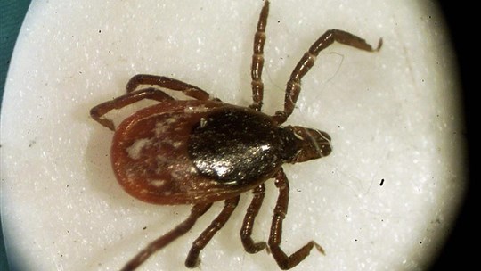 Rebond des cas de maladie de Lyme au Québec