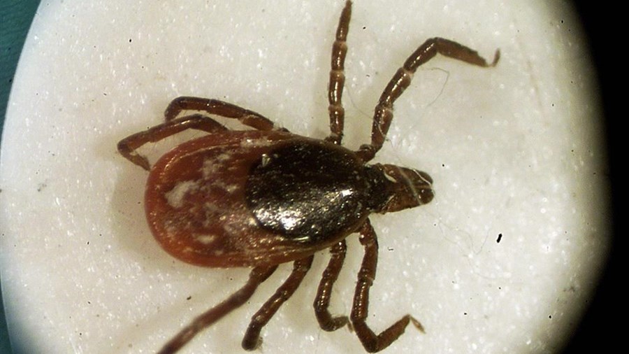 Rebond des cas de maladie de Lyme au Québec