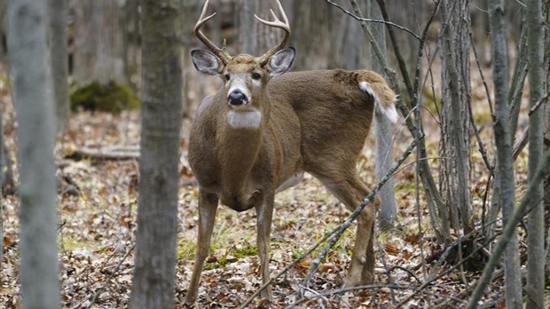 La faune est elle aussi affectée par les incendies de forêt et la fumée