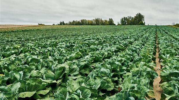 Le maire de Laval veut améliorer la protection des terres agricoles 