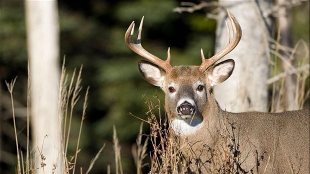 Présence hâtive de la grande faune : appel à la prudence