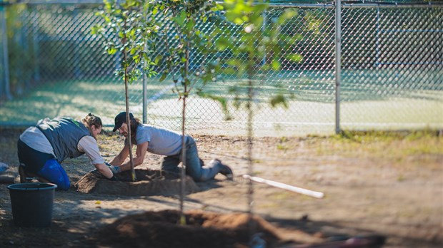 Laval s’unit à des partenaires locaux pour la plantation d’arbres
