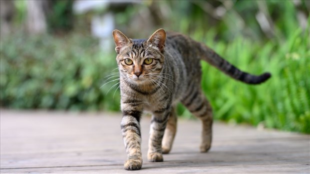 Projet pilote pour mieux gérer la population de chats errants à Laval