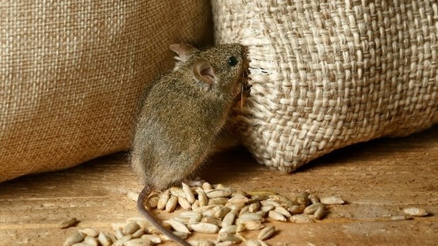 Protégez votre maison contre l’invasion des rongeurs : solutions efficaces et écologiques