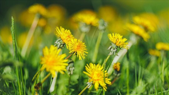 Plus de pissenlits ce printemps à Laval pour protéger la biodiversité