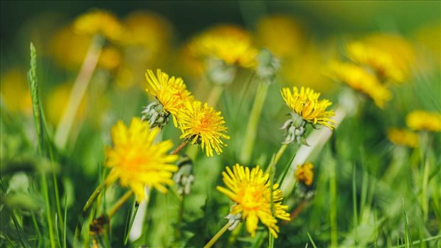 Plus de pissenlits ce printemps à Laval pour protéger la biodiversité