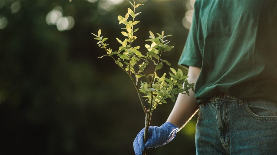 Activité bénévole de verdissement au Parc Le Boutillier les 30 et 31 mai