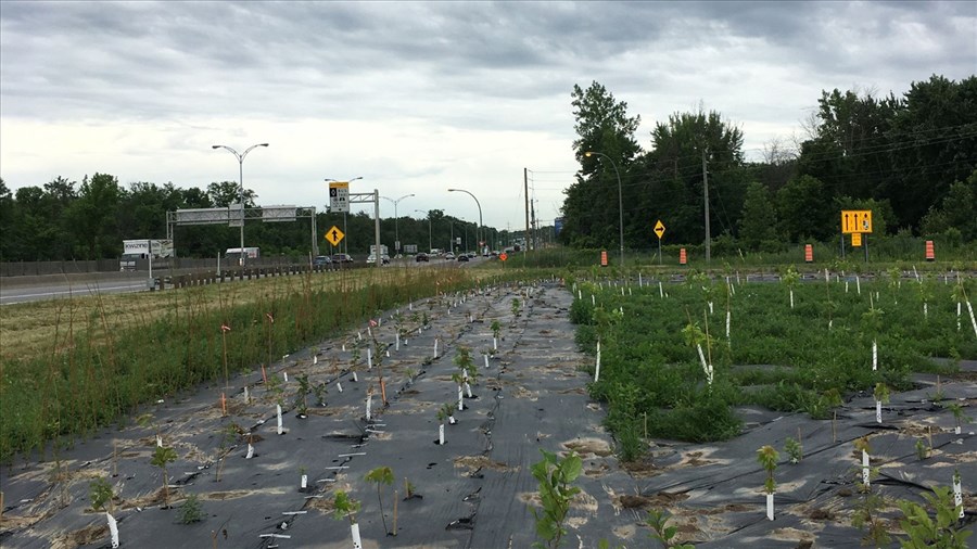 Laval a planté 9 000 arbres et végétaux sur les bretelles d’autoroute