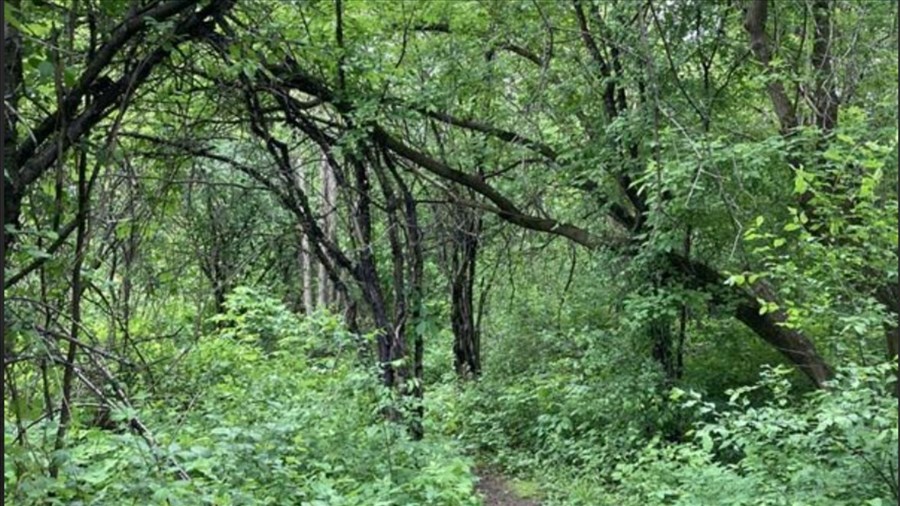 Un nouvel espace naturel au centre-ville de Laval 