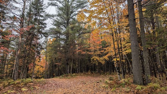 Plus de 15 activités à faire dans les bois de Laval cet automne