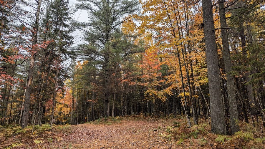 Plus de 15 activités à faire dans les bois de Laval cet automne