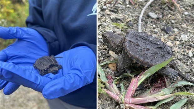 Remise en milieu naturel de bébés tortues nés en incubateur