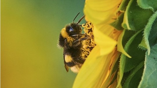 Les changements climatiques pourraient menacer les bourdons