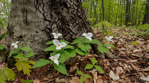 Appel de projets pour animer les boisés de Laval ce printemps 