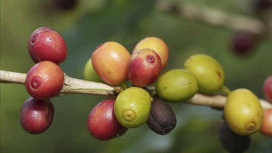 Boire du café serait (essentiellement) bon pour la santé